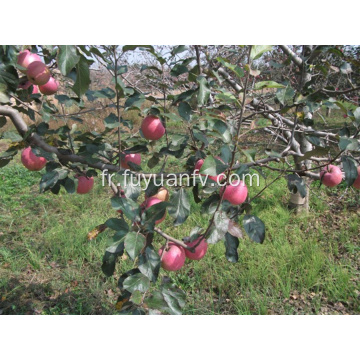 Pomme Qinguan fraîche avec des rayures